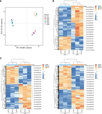 NO enhances the adaptability to high-salt environments by regulating osmotic balance, antioxidant defense, and ion homeostasis in eelgrass based on transcriptome and metabolome analysis